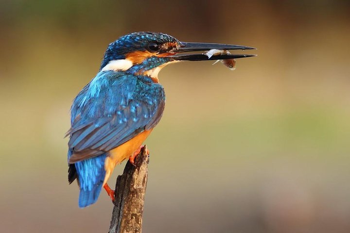 Lagoon Boat Safari, Explore Sri Lanka’s Mangroves Sanctuary