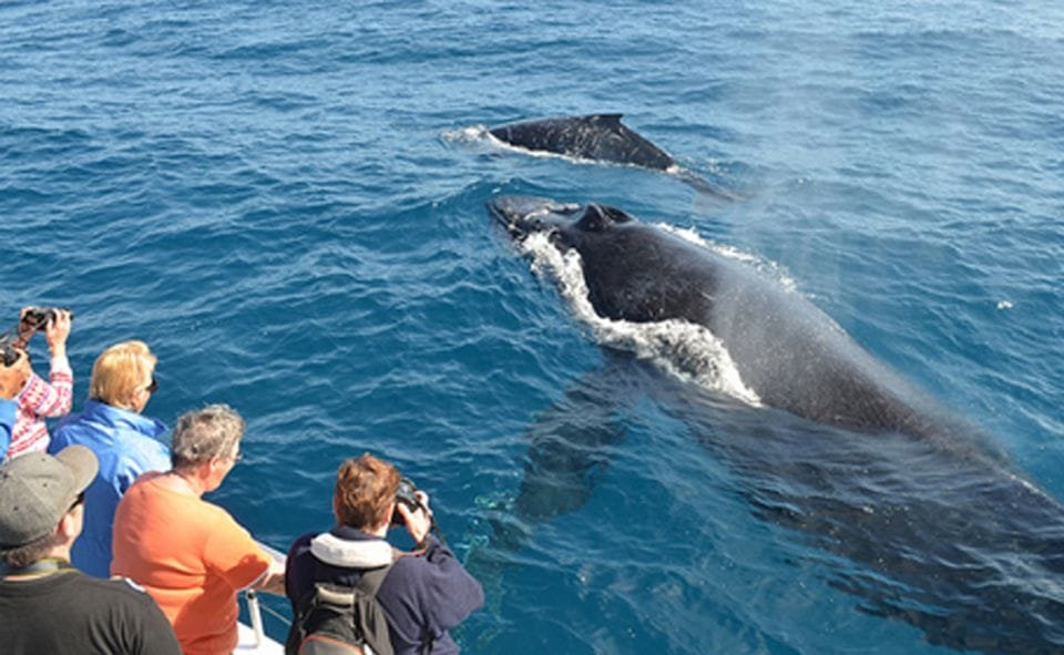 A whale surfacing in the ocean