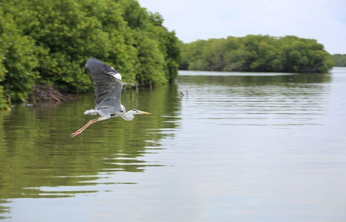 Lagoon Boat Safari, Explore Sri Lanka’s Mangroves Sanctuary