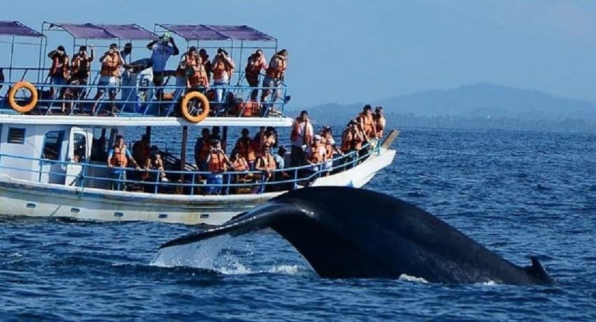 Whale watching and beach tours in Mirissa Sri Lanka