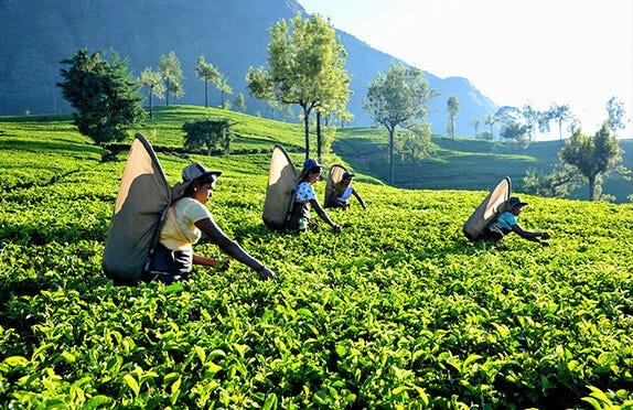 Ceylon Tea Plantation in Nuwaraeliya