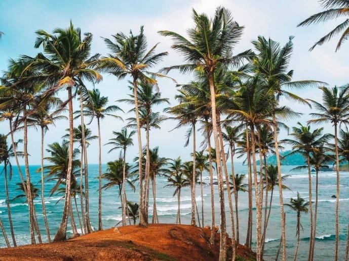 Coconut Tree Hill, the palm-covered headland above the ocean in Mirissa, Sri Lanka