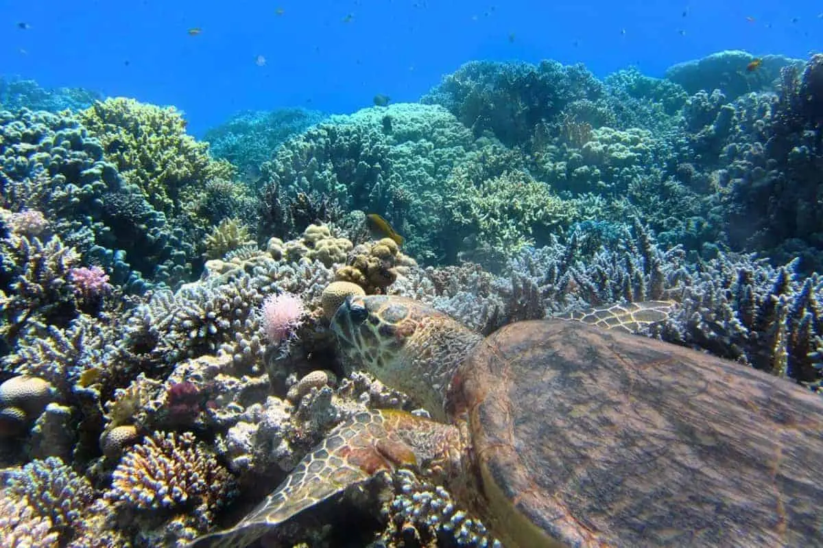Diving and Snorkelling, Explore Sri Lanka’s Underwater Wonderland