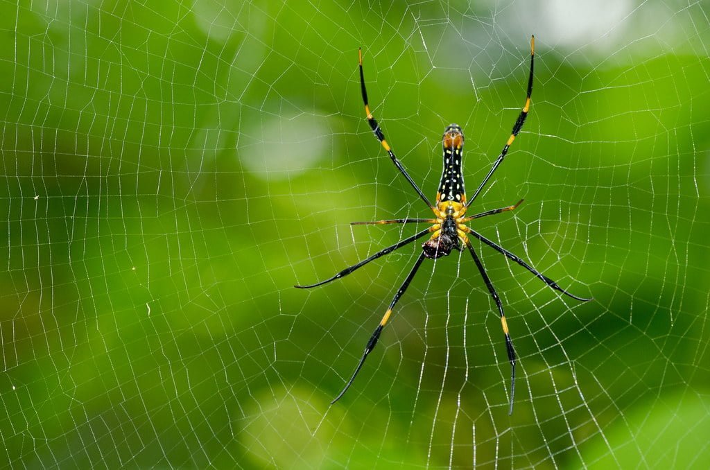 Giant Wood Spider, Sinharaja