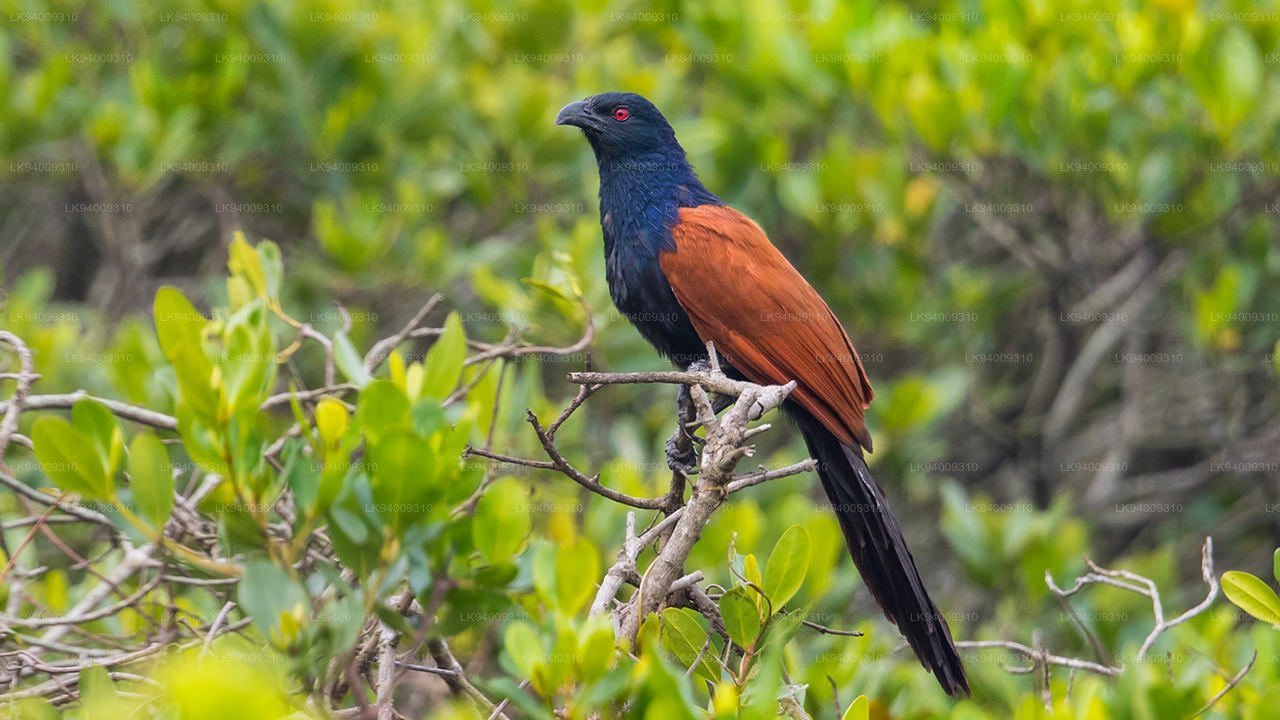 Green-billed Coucal, Sinharaja