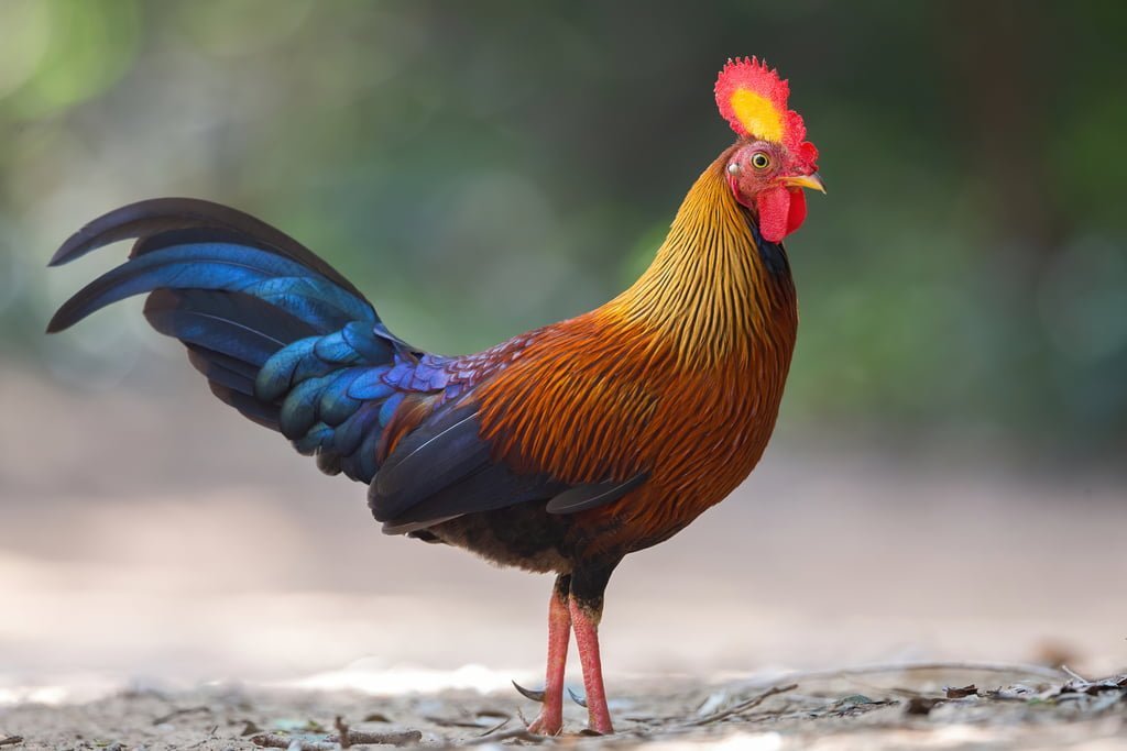 Sri Lanka Junglefowl, Sinharaja