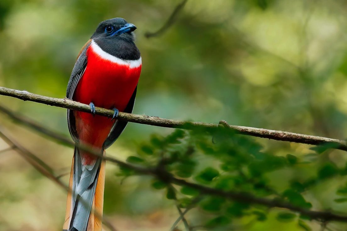 Malabar Trogon, Sinharaja