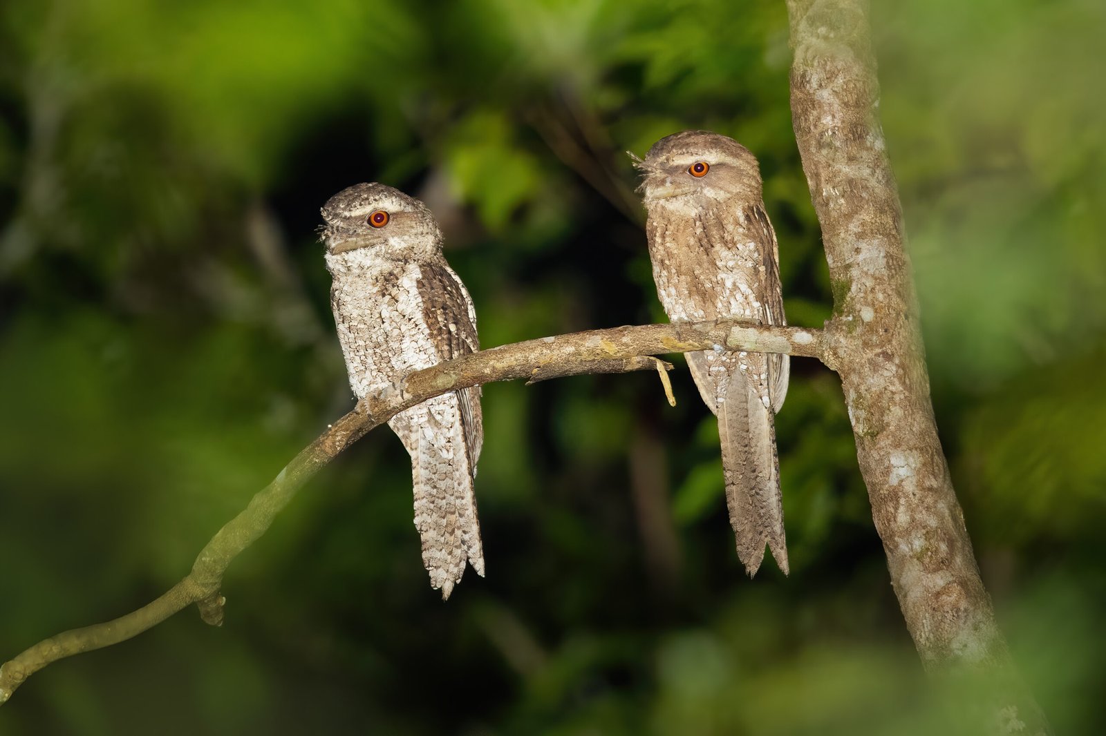 Marbled Frogmouth, Sinharaja