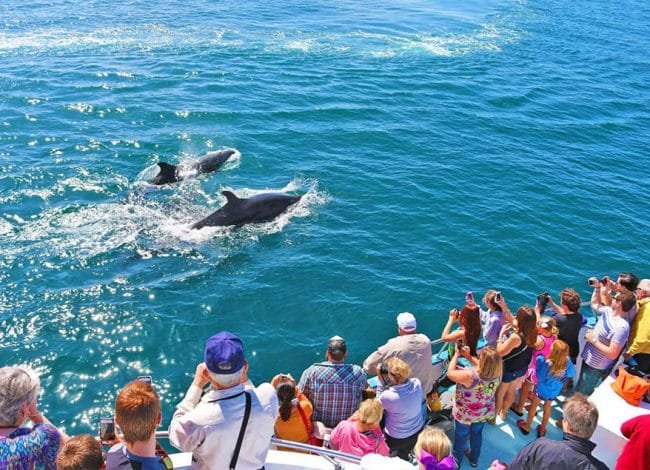 Dolphins swimming beside a sightseeing boat