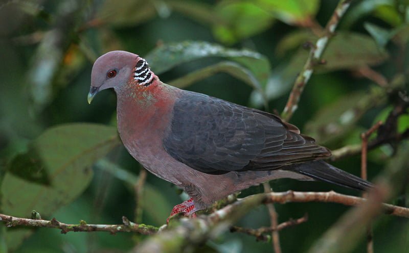 Sri Lanka Wood Pigeon, Sinharaja