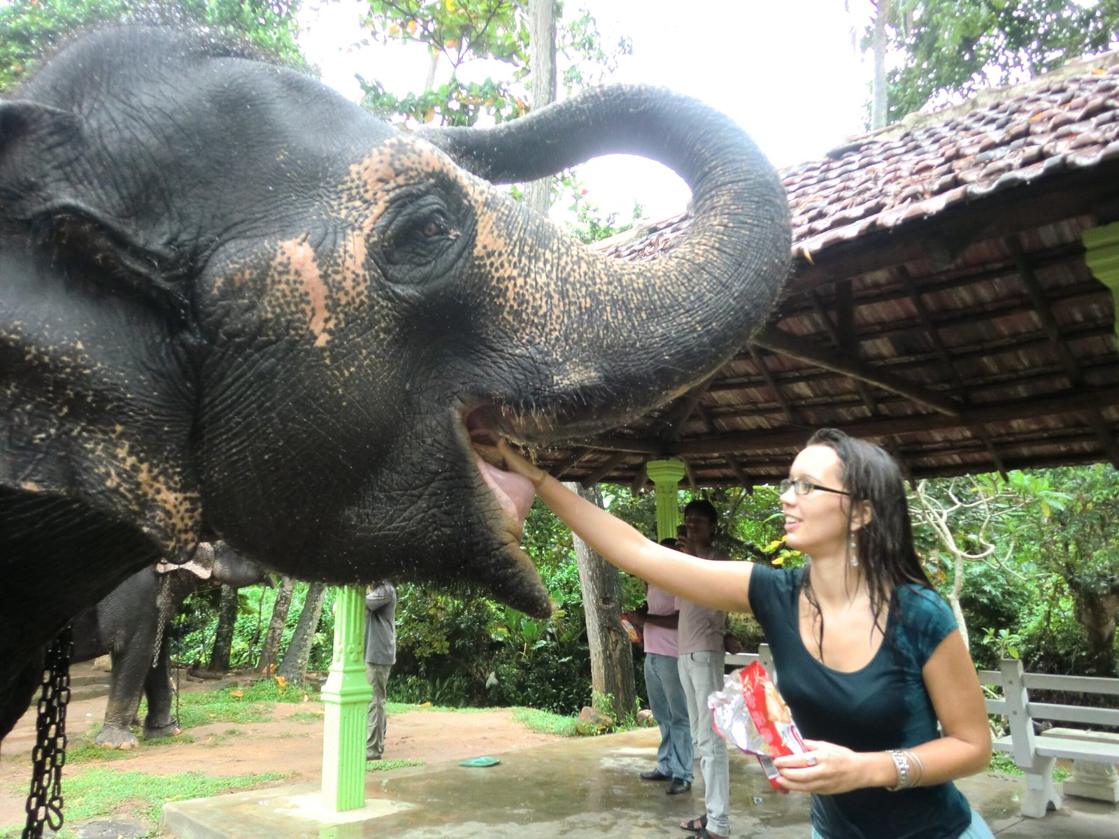 Elephant Activities at Elephant orphanage