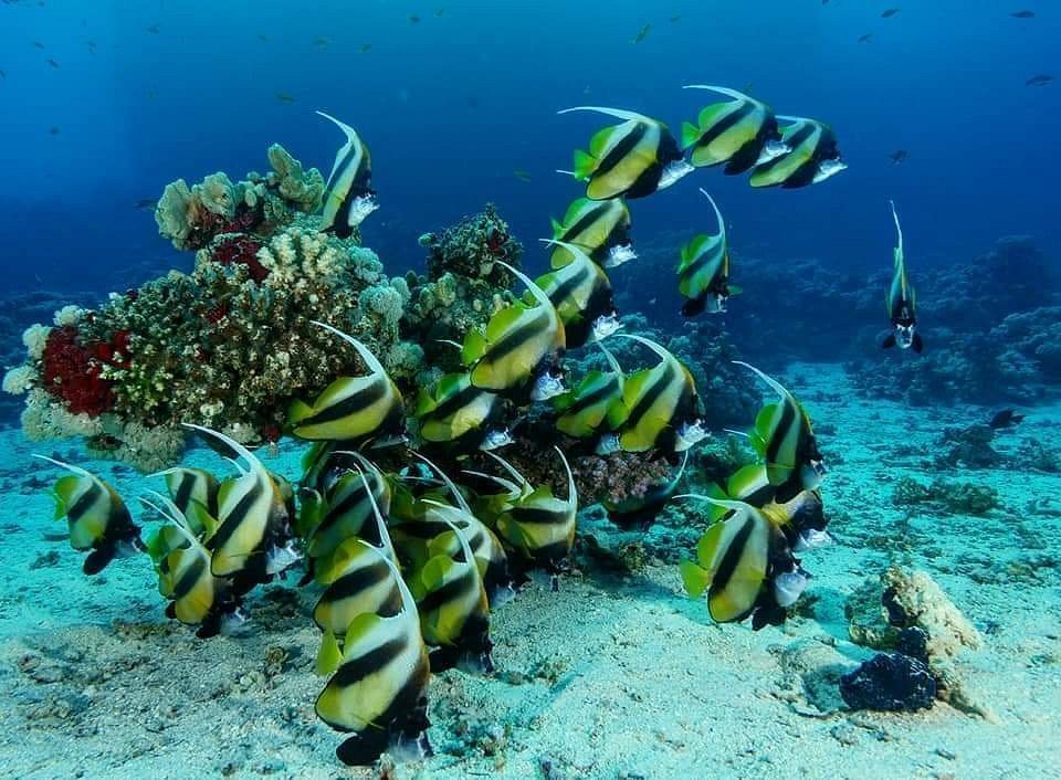 Explore the Wonders of Pigeon Island National Park in Trincomalee