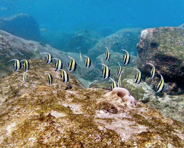 Explore the Wonders of Pigeon Island National Park in Trincomalee