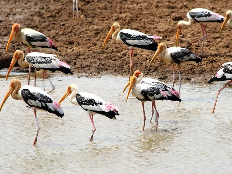 Vankalai Bird Sanctuary, Mannar