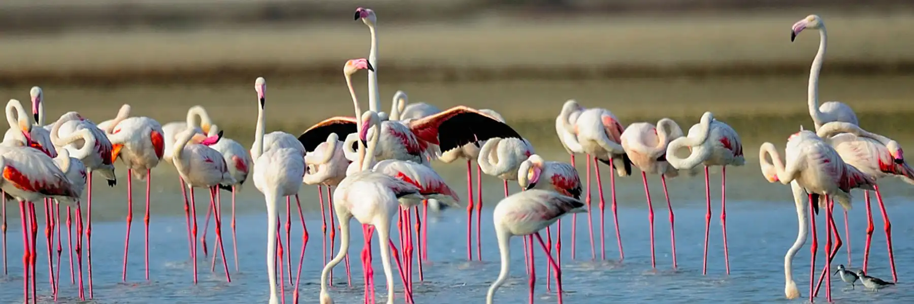 Mannar, Sri Lanka