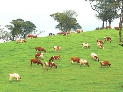 Ambewela Farm, Nuwaraeliya