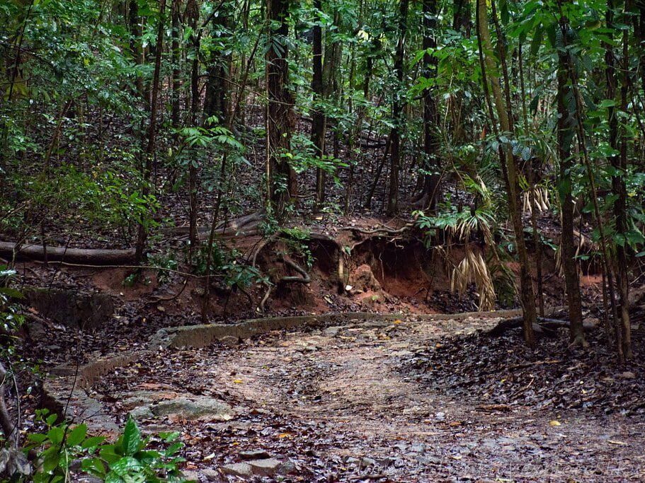 Udawattakele Forest Reserve, Kandy